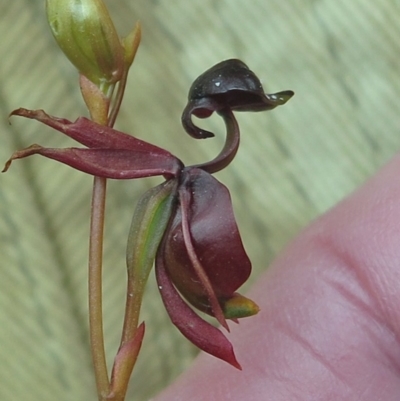 Caleana major (Large Duck Orchid) at Tura Beach, NSW - 27 Oct 2018 by isopogon