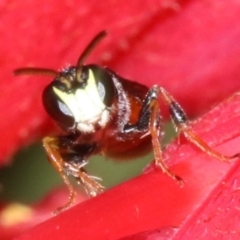 Hylaeus (Prosopisteron) littleri (Hylaeine colletid bee) at Ainslie, ACT - 1 Nov 2018 by jb2602