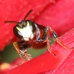 Hylaeus (Prosopisteron) littleri at Ainslie, ACT - 1 Nov 2018