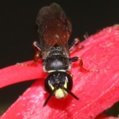 Hylaeus (Prosopisteron) littleri at Ainslie, ACT - 1 Nov 2018