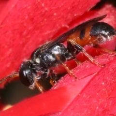 Hylaeus (Prosopisteron) littleri at Ainslie, ACT - 1 Nov 2018