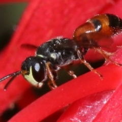 Hylaeus (Prosopisteron) littleri at Ainslie, ACT - 1 Nov 2018