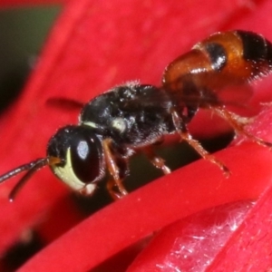 Hylaeus (Prosopisteron) littleri at Ainslie, ACT - 1 Nov 2018 01:15 PM