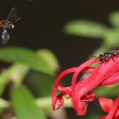 Hylaeus (Prosopisteron) littleri at Ainslie, ACT - 1 Nov 2018