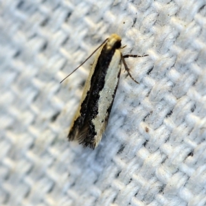 Ardozyga mesochra and similar species at O'Connor, ACT - 27 Oct 2018