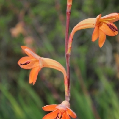 Watsonia meriana var. bulbillifera (Bulbil Watsonia) at Undefined - 31 Oct 2018 by nickhopkins