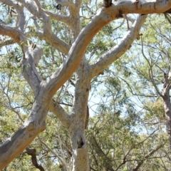 Native tree with hollow(s) (Native tree with hollow(s)) at Undefined - 29 Oct 2018 by nickhopkins