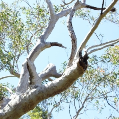 Native tree with hollow(s) (Native tree with hollow(s)) at Undefined - 29 Oct 2018 by nickhopkins