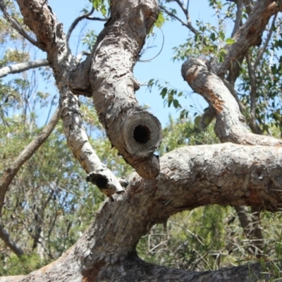 Native tree with hollow(s) (Native tree with hollow(s)) at Undefined - 30 Oct 2018 by nickhopkins