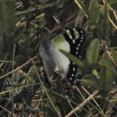 Graphium macleayanum (Macleay's Swallowtail) at Bimberi, ACT - 1 Nov 2018 by JohnBundock