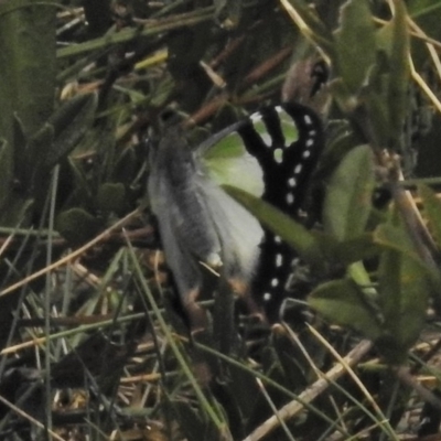 Graphium macleayanum (Macleay's Swallowtail) at Bimberi Nature Reserve - 1 Nov 2018 by JohnBundock