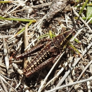 Monistria concinna at Cotter River, ACT - 1 Nov 2018