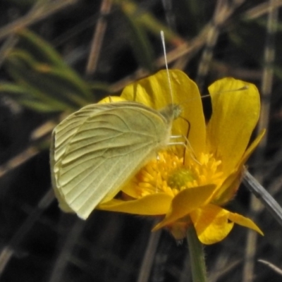 Pieris rapae (Cabbage White) at Cotter River, ACT - 1 Nov 2018 by JohnBundock