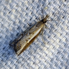 Ptochostola microphaeellus (A Crambid moth) at O'Connor, ACT - 27 Oct 2018 by ibaird