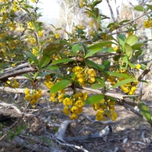 Berberis vulgaris at Campbell, ACT - 1 Nov 2018