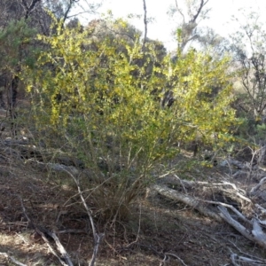 Berberis vulgaris at Campbell, ACT - 1 Nov 2018