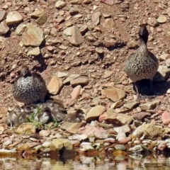 Chenonetta jubata (Australian Wood Duck) at Kambah, ACT - 1 Nov 2018 by RodDeb