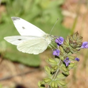 Pieris rapae at Kambah Pool - 1 Nov 2018 10:22 AM