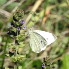 Pieris rapae at Kambah Pool - 1 Nov 2018 10:22 AM