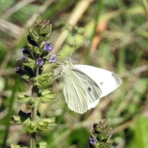 Pieris rapae at Kambah Pool - 1 Nov 2018