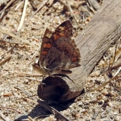 Junonia villida (Meadow Argus) at Kambah Pool - 1 Nov 2018 by RodDeb