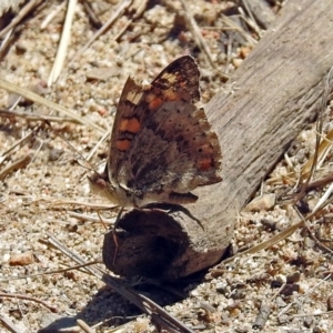 Junonia villida at Kambah Pool - 1 Nov 2018 11:36 AM