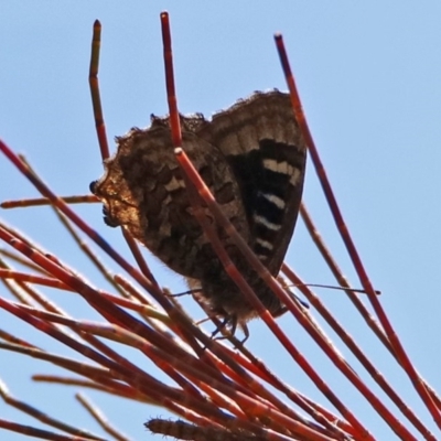 Ogyris amaryllis (Satin Azure) at Kambah, ACT - 1 Nov 2018 by RodDeb