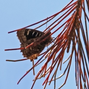 Ogyris amaryllis at Kambah Pool - 1 Nov 2018 11:27 AM