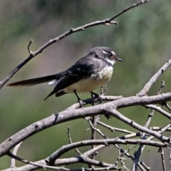 Rhipidura albiscapa (Grey Fantail) at Kambah Pool - 1 Nov 2018 by RodDeb