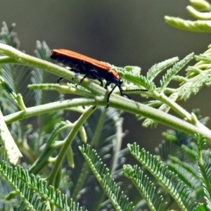 Rhinotia haemoptera at Kambah Pool - 1 Nov 2018