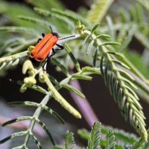 Rhinotia haemoptera at Kambah Pool - 1 Nov 2018 11:24 AM