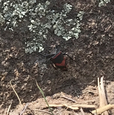 Eurymelops rubrovittata (Red-lined Leaf Hopper) at Tennent, ACT - 1 Nov 2018 by RichForshaw