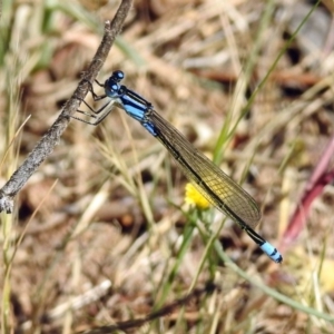 Ischnura heterosticta at Kambah Pool - 1 Nov 2018