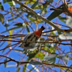 Dicaeum hirundinaceum (Mistletoebird) at Kambah Pool - 1 Nov 2018 by RodDeb