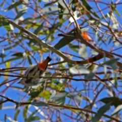 Dicaeum hirundinaceum at Kambah Pool - 1 Nov 2018