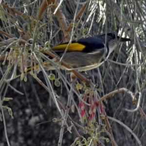 Phylidonyris pyrrhopterus at Kambah Pool - 1 Nov 2018