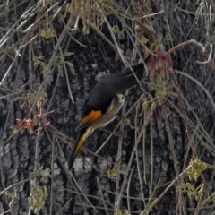 Phylidonyris pyrrhopterus at Kambah Pool - 1 Nov 2018 10:35 AM