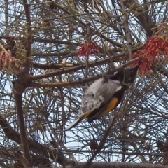 Phylidonyris pyrrhopterus at Kambah Pool - 1 Nov 2018 10:35 AM