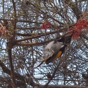 Phylidonyris pyrrhopterus at Kambah Pool - 1 Nov 2018