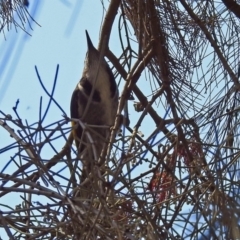 Phylidonyris pyrrhopterus at Kambah Pool - 1 Nov 2018