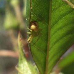 Thomisidae (family) (Unidentified Crab spider or Flower spider) at Ainslie, ACT - 30 Oct 2018 by juddernaut