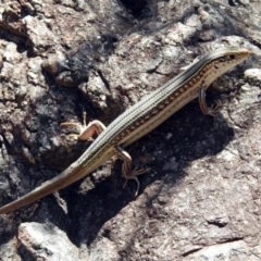 Ctenotus robustus (Robust Striped-skink) at Kambah Pool - 1 Nov 2018 by RodDeb