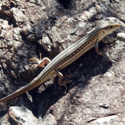 Ctenotus robustus (Robust Striped-skink) at Kambah Pool - 1 Nov 2018 by RodDeb