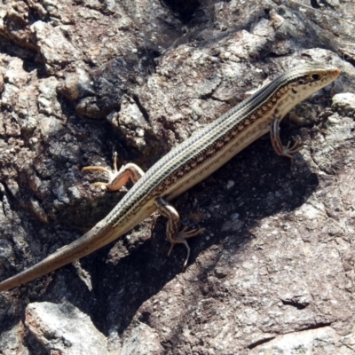 Ctenotus robustus (Robust Striped-skink) at Kambah Pool - 31 Oct 2018 by RodDeb