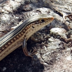 Ctenotus robustus at Kambah Pool - 1 Nov 2018