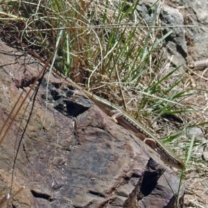 Ctenotus robustus at Kambah Pool - 1 Nov 2018