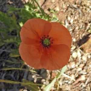 Papaver dubium at Kambah Pool - 1 Nov 2018 10:22 AM