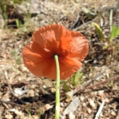 Papaver dubium at Kambah Pool - 1 Nov 2018 10:22 AM