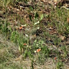 Papaver dubium at Kambah Pool - 1 Nov 2018 10:22 AM