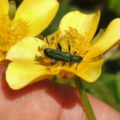 Eleale aspera (Clerid beetle) at Cotter River, ACT - 1 Nov 2018 by JohnBundock